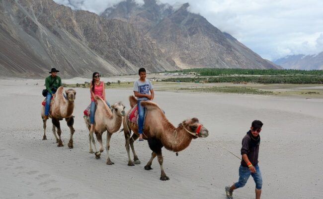 Camel Safari in Leh Ladakh