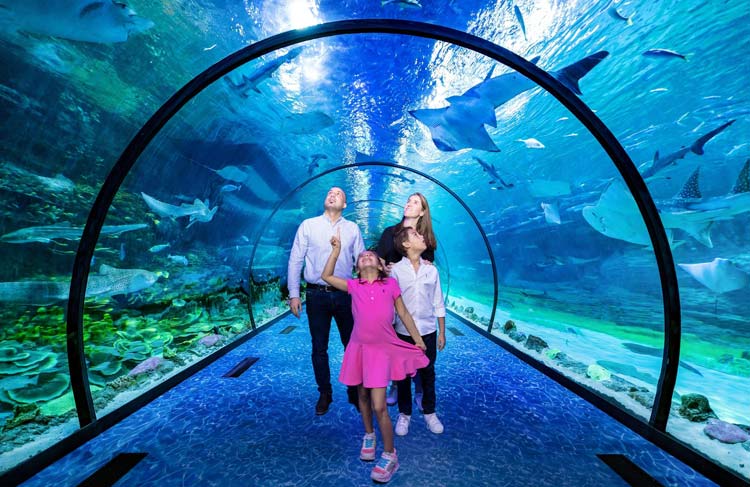 Beyond the Desert: A Practical Guide to Aquatic Adventures in Abu Dhabi
