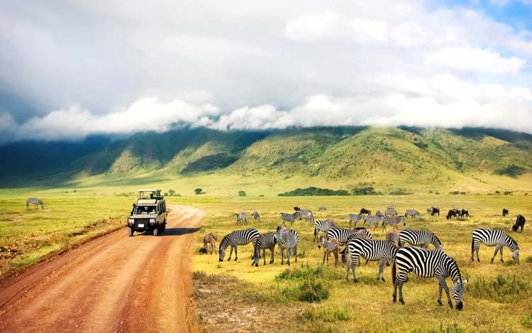 Connecting with Nature on an African Safari
