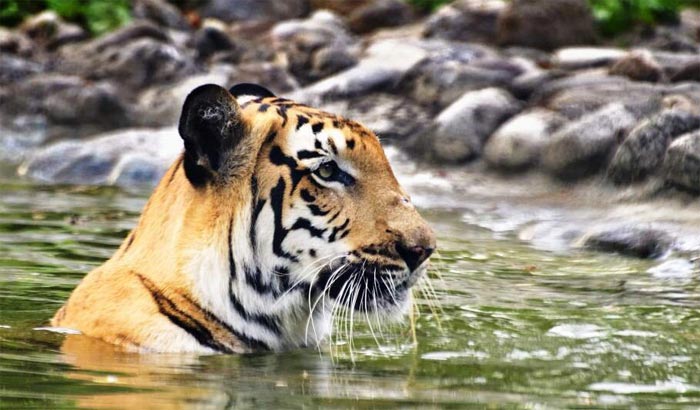 Enchanted Evenings: Discovering Sundarbans' Nocturnal Wonders