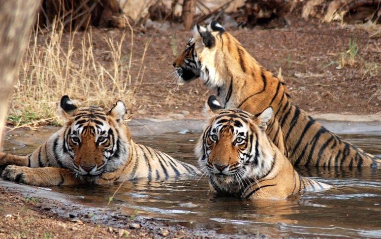 About Sundarban National Park