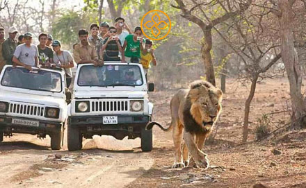 Sasan Gir Diu Tour Package - Gujarat tour package