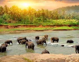 Holiday Packages to Sri Lanka